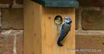 Gardeners urged to act now to help wildlife as new season approaches