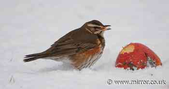 Gardeners urged to check for rare bird as snow returns this week