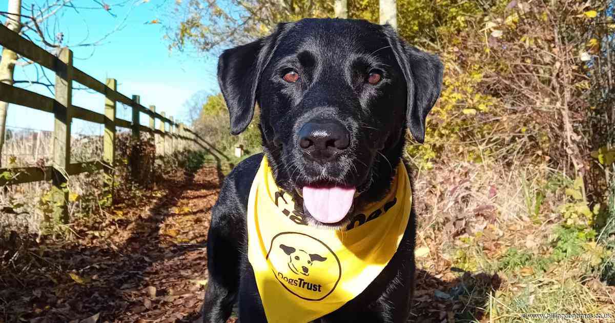 February walkies challenge to help Harefield rehoming centre