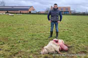 Wolvin Emma teistert ooien van Brechtse schapenhouder Matthias Gommers: “Het is vijf voor twaalf, er is dringend een oplossing nodig”