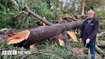 'We're devastated at losing Edinburgh's tallest tree'