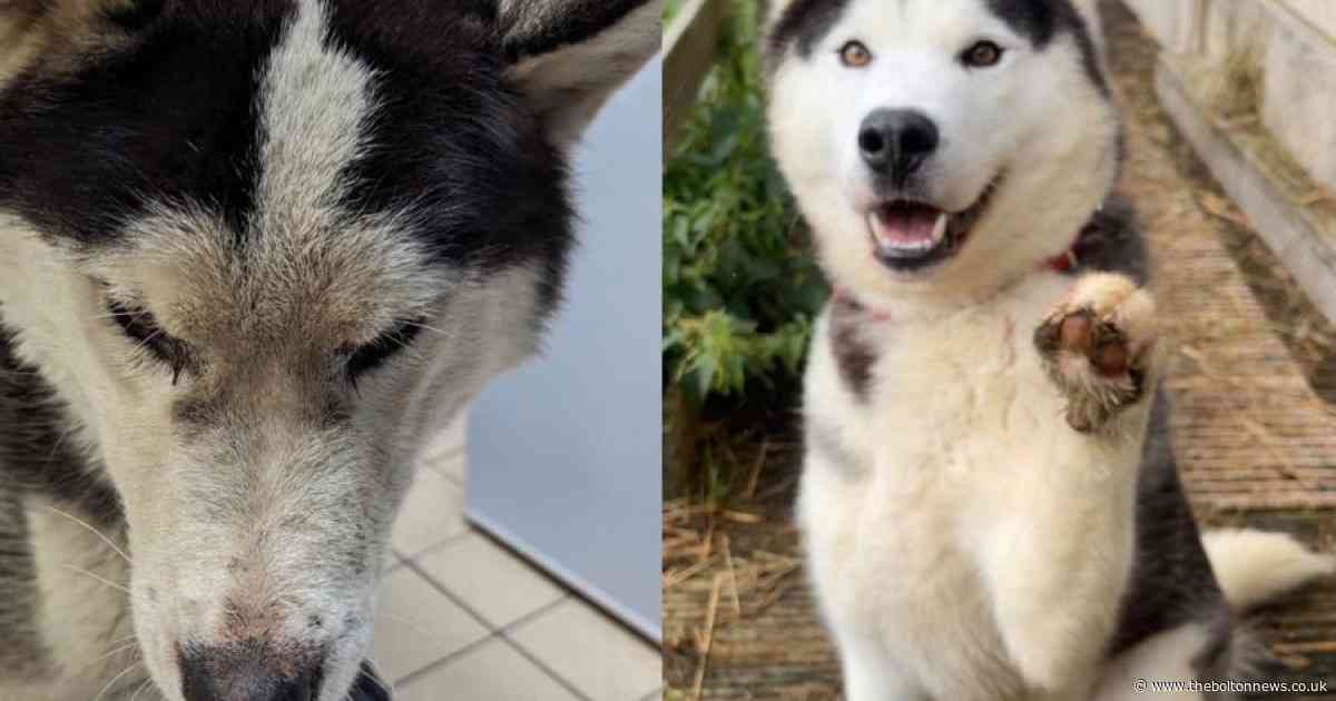 Woman banned from keeping animals after neglecting six husky dogs