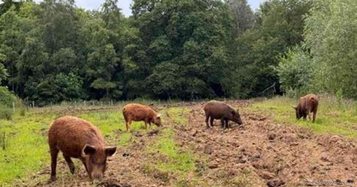 Wildlife trust working on wetland projects across county