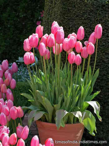 How to grow Tulips in pots in the balcony garden