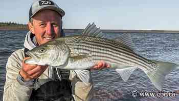 Group formed to fight for striped bass protection after DFO ups allowable catch