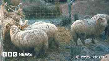 Farm union's 'shock' at sheep dip disposal ban