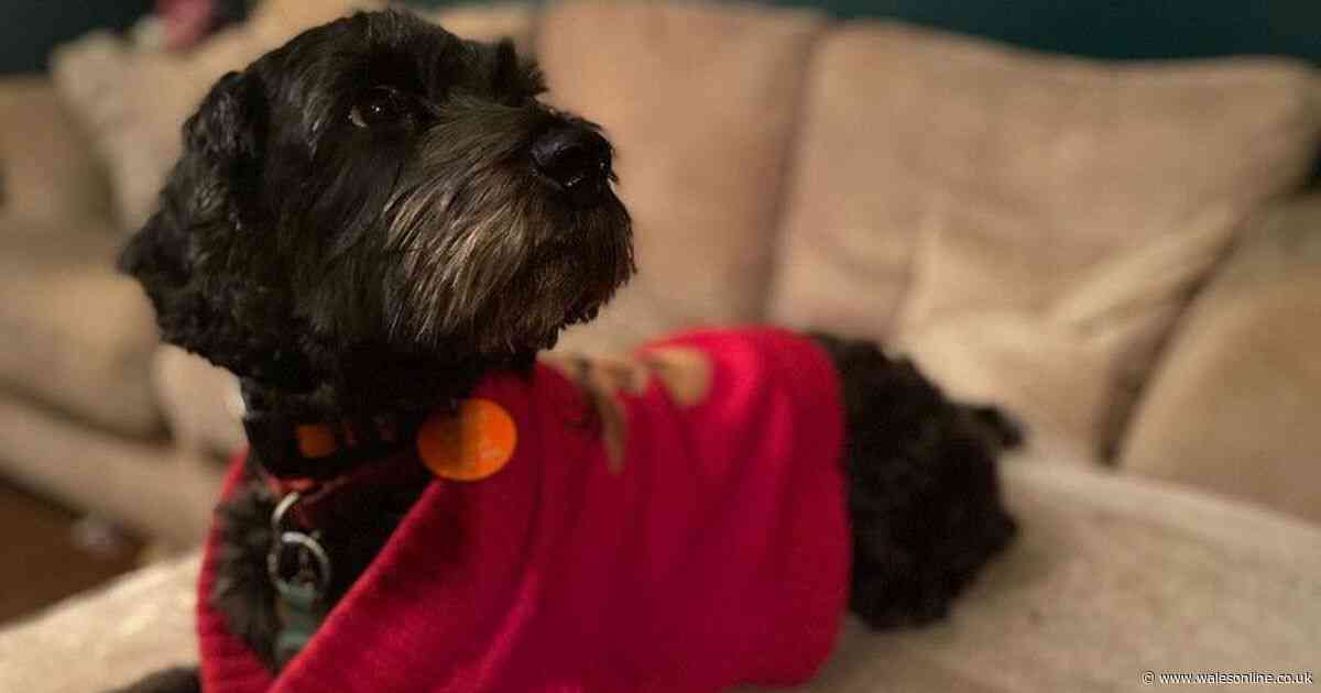 Bizarre place much-loved dog in a jumper was found stranded after astonishing 31-hour search