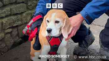 Somerset Council considers dog control measures