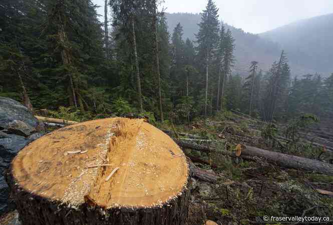 B.C. extends deferral of logging in Fairy Creek amid reports of tree spiking