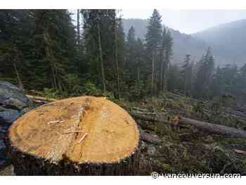 B.C. RCMP investigates Fairy Creek tree spiking as logging ban extended