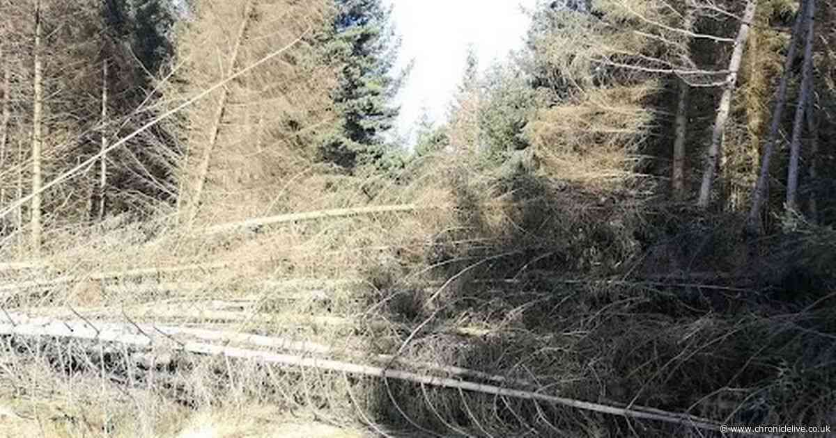 Over 150 trees felled in Kielder Forest during extreme winds of Storm Éowyn