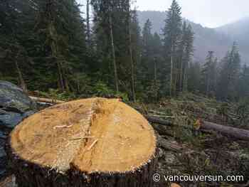 B.C. RCMP investigates Fairy Creek tree spiking as logging ban extended