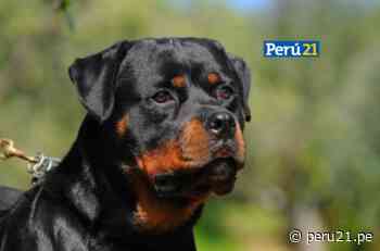 ¡Indignante! Desconocido mutiló y abandonó a un rottweiler en vía pública de Arequipa