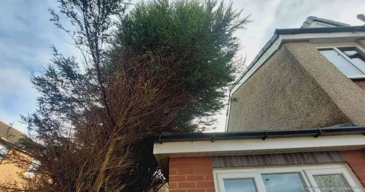 Homeowner says neighbour's ‘overhanging’ trees causing him ‘stress and anguish’