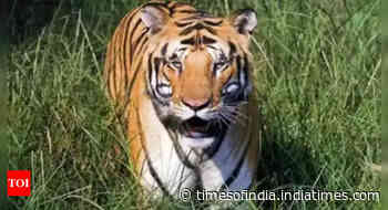 India's tiger territory up 30% between '06 & '18: Study