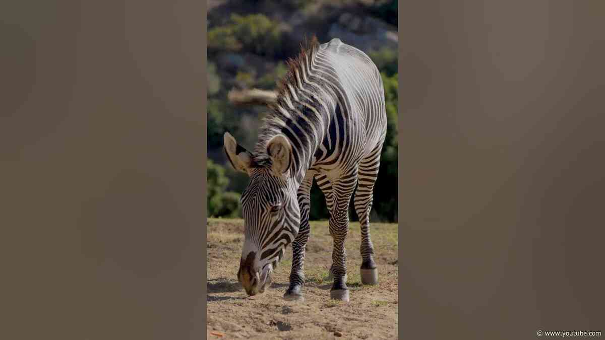 International Zebra Day 🦓