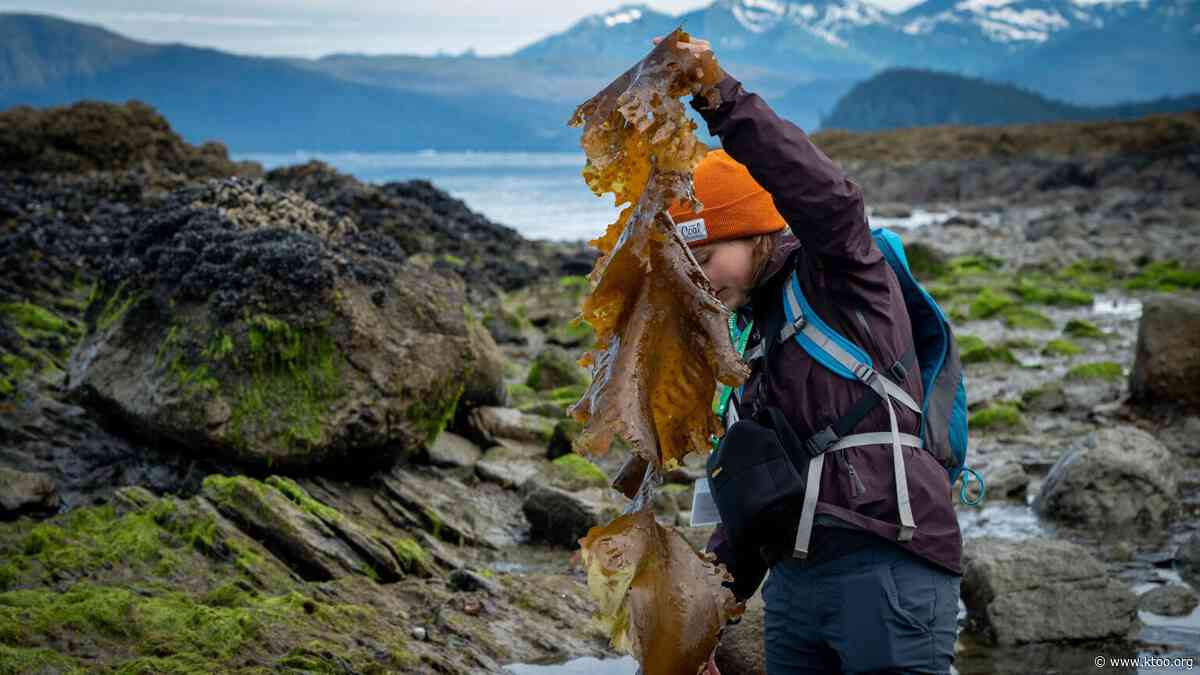 New guide for kelp farmers chronicles more than 100 kinds of seaweed found in Alaska