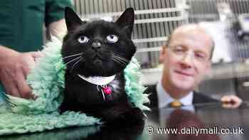 Family cats are safe from an SNP ban as Swinney rules out crackdown on Scotland's felines