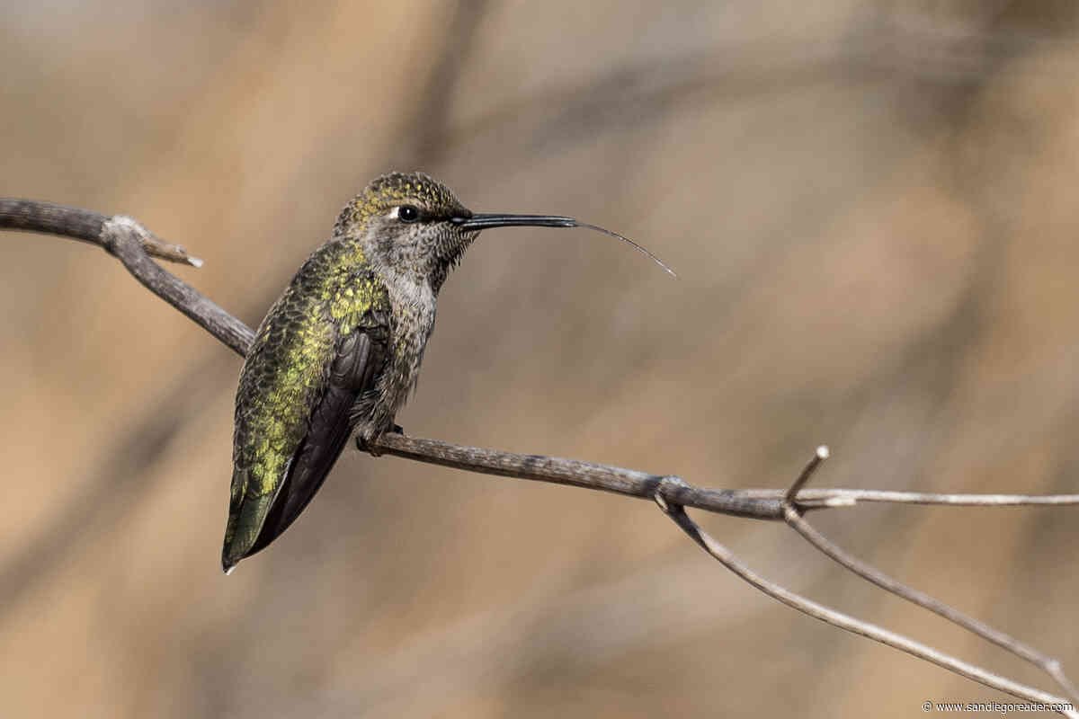 Hummingbirds dive bombing backyards, Ice plant brightens up roadsides