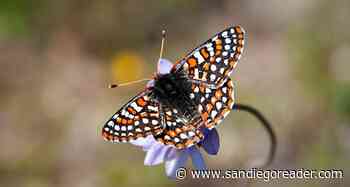 Alpine park – too much for checkerspot butterfly and spadefoot toad?