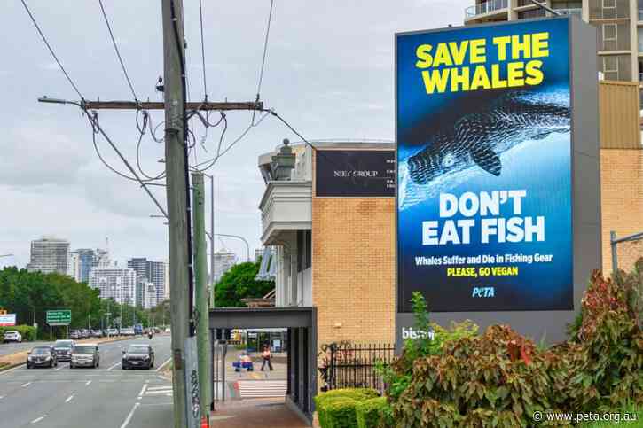 Whales Continue to be Entangled and Die in Fishing Gear