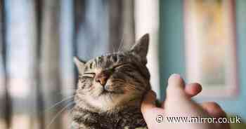 Cats have 'right to sexual self-determination' judge rules as sobbing man apologises to pet in court