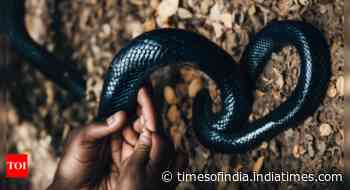 Home sweet home… for 102 snakes! Aussies' 'bizarre' backyard discovery