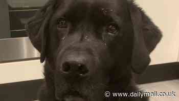 Popular pet toy almost killed my black labrador and left me with a £3,500 vet bill - all dog owners should be worried