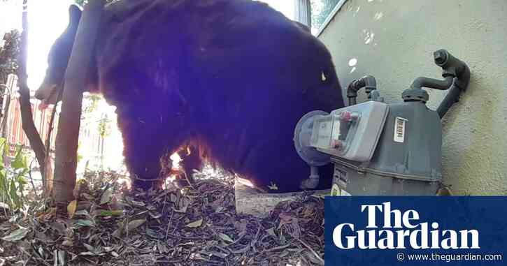 500lb black bear survives LA wildfires hiding under house – video