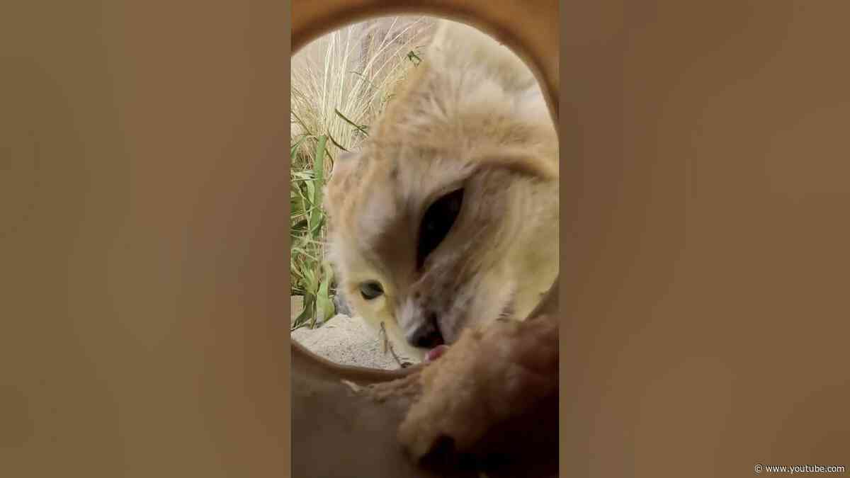 Sound on for the sand cat snackin' soundtrack 🔉