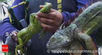 Taiwan bounty hunters kill invading iguanas as numbers soar