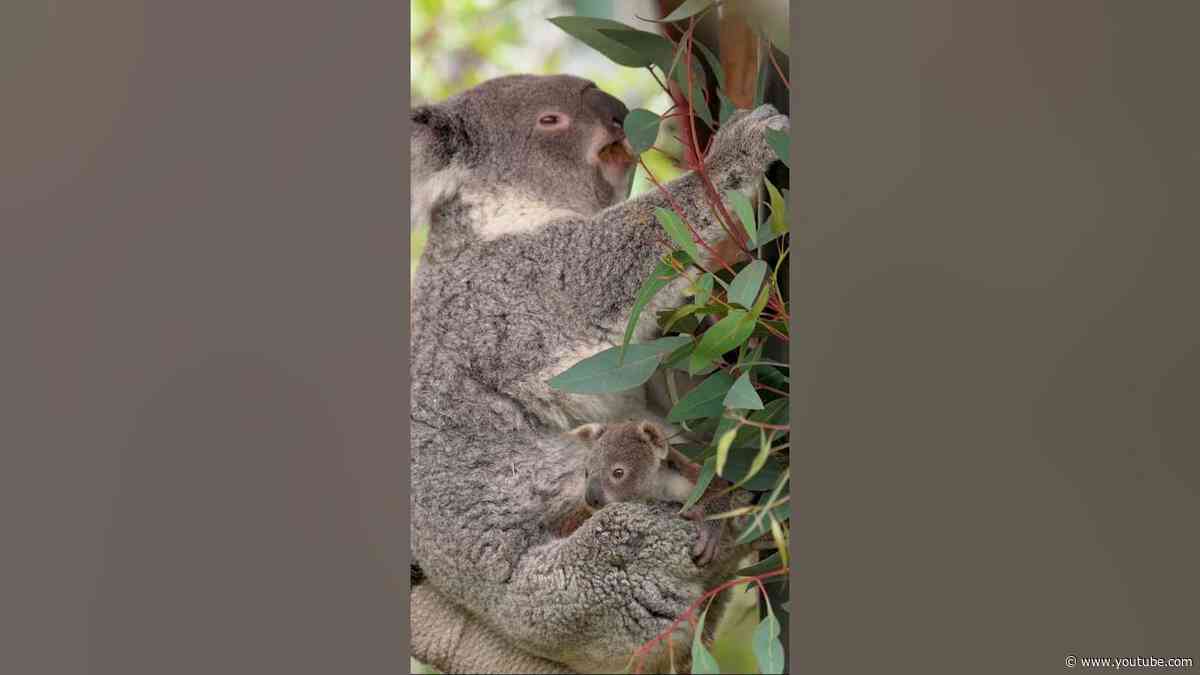 Our koala crew just got even cuter 🐨