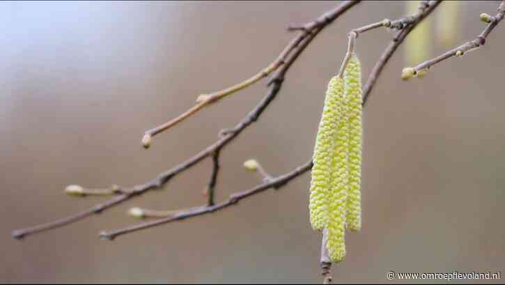 Flevoland - Hooikoortsalarm: meer pollen in de lucht door zacht winterweer