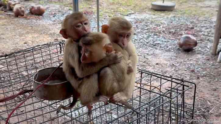 ‘The White Lotus’ Creator Writes to Thai Prime Minister in Behalf of Baby Monkeys