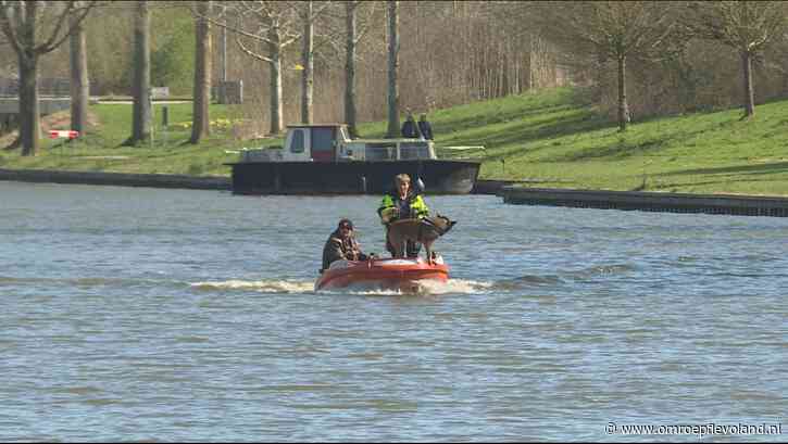 Lelystad - Nog steeds dode katten in Gelderse Diep: 'Ingewikkelde zaak' volgens politie