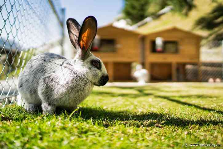 How World Spay Day— February 25— Saves Lives