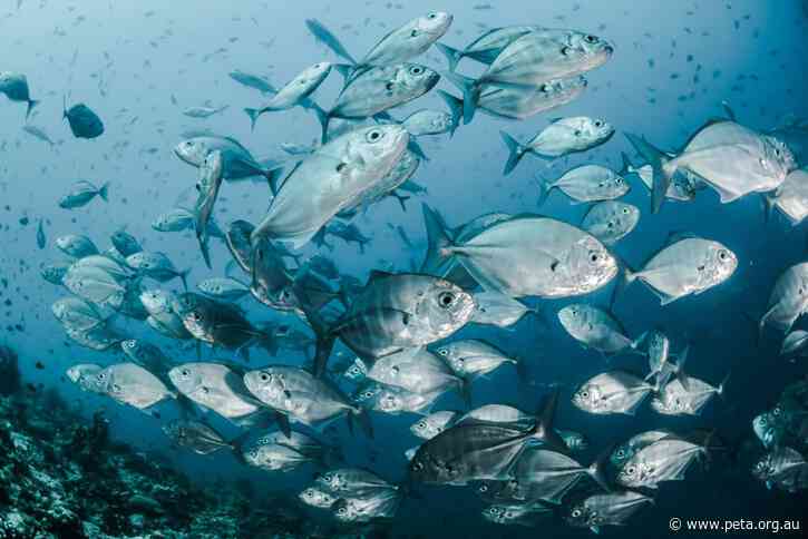 Yes, Fish Are Animals Too – SA Updates Animal Welfare Act