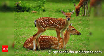 New wildlife corridors in Central India boost conservation efforts