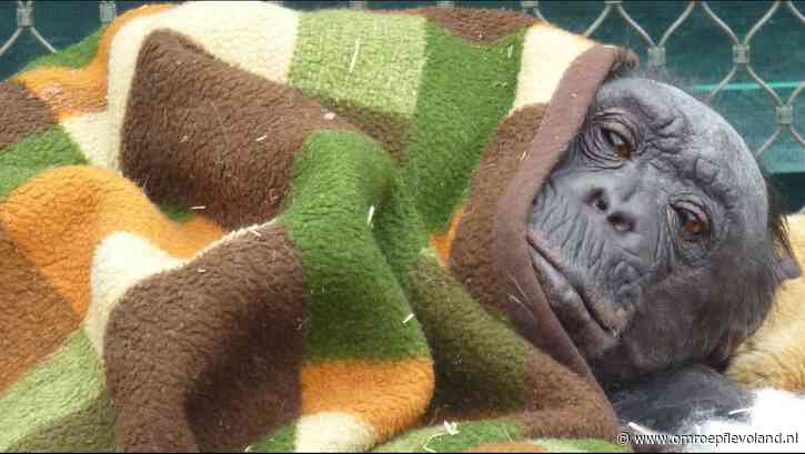 Almere - Chimpansees van AAP zijn grootverbruikers en dus hebben ze snel nieuwe dekens nodig