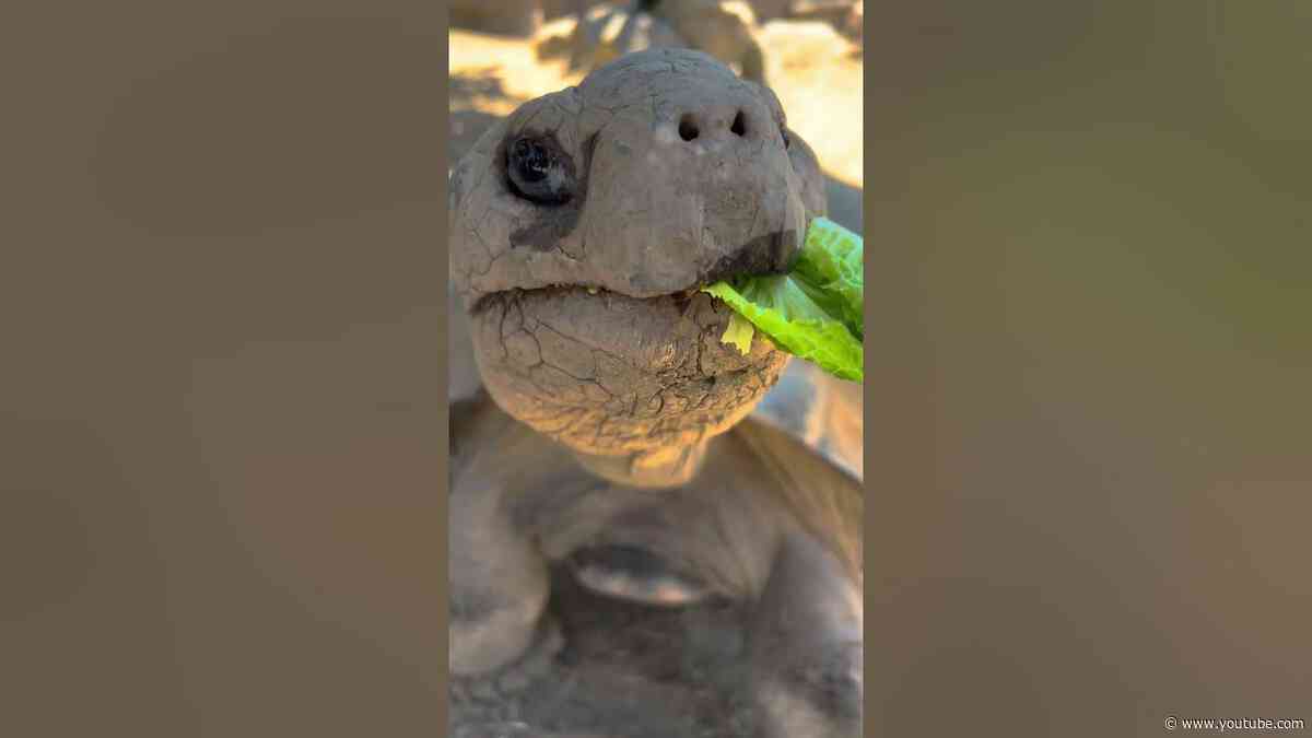 Crunch time with the Galapagos gang 🐢