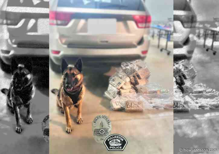 K9 officer detects over 45 kilos of narcotics at a north O.C. traffic stop, leading to multiple arrests