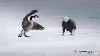 Fight between bald eagle and Canada goose in Burlington bay 'very symbolic,' says photographer