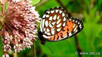 Scientists brought to tears by huge loss of U.S. butterflies