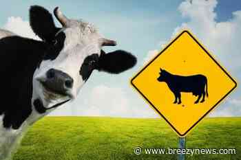 Roaming Cattle, Gas Leaks, Grass Fire, and More Thursday in Attala