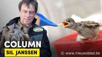 COLUMN Natuurhulpcentrum. “Fijn om te zien dat onze leeuwen het goed doen in Zuid-Afrika”