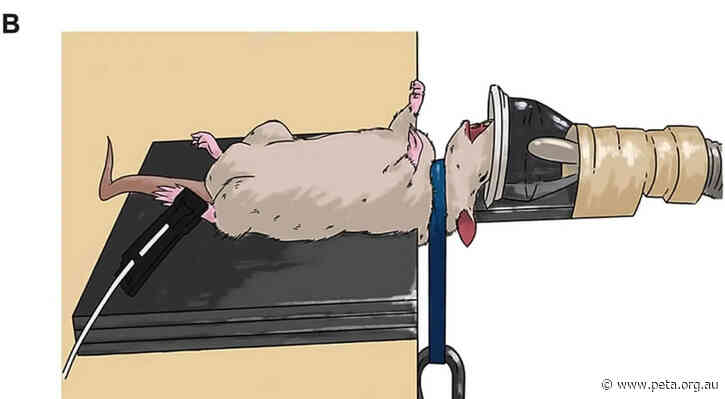 Australian Experimenters Strangle Female Rats in Gruesome Domestic Violence Test