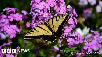 US lost a fifth of its butterflies within two decades