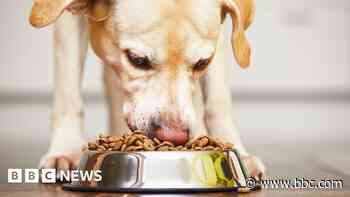 Genetic drive to overeat found in labradors and humans