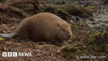 First beavers from Scotland released in England