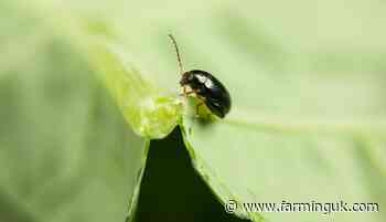 Report: OSR with high CSFB larvae counts may still have yield potential